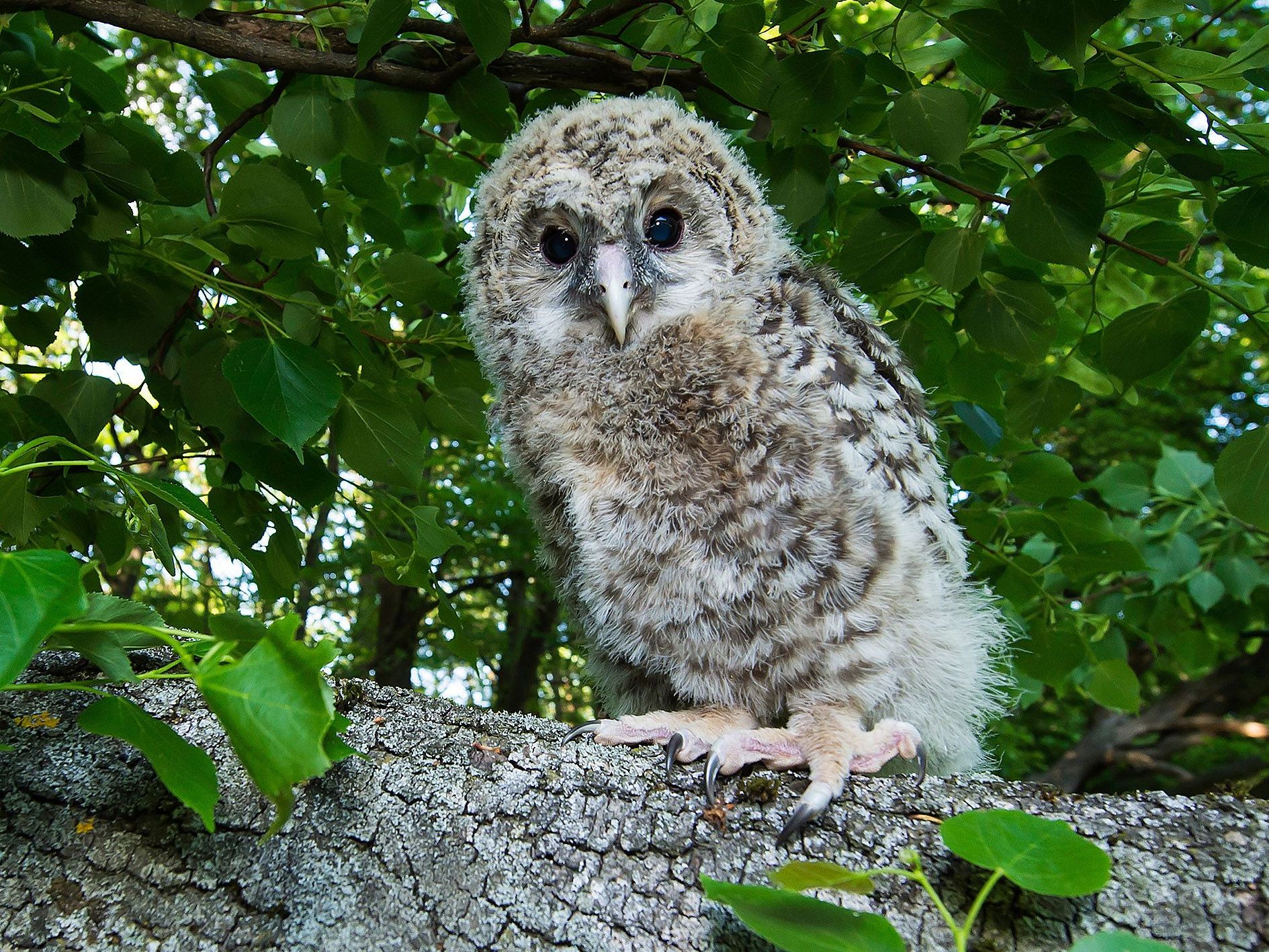 Wiederansiedelung: Für Habichtskäuze heißt es zurück in die Freiheit Wiederansiedelung: Für Habichtskäuze heißt es zurück in die Freiheit
