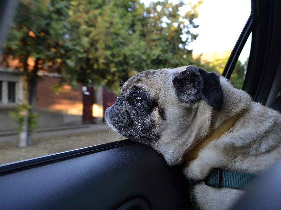 Worauf Sie bei einer Urlaubsreise mit dem Hund achten sollten. Worauf Sie bei einer Urlaubsreise mit dem Hund achten sollten.