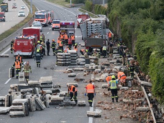 Tausende Hühner befanden sich nach dem Unfall auf der Westautobahn. Tausende Hühner befanden sich nach dem Unfall auf der Westautobahn.