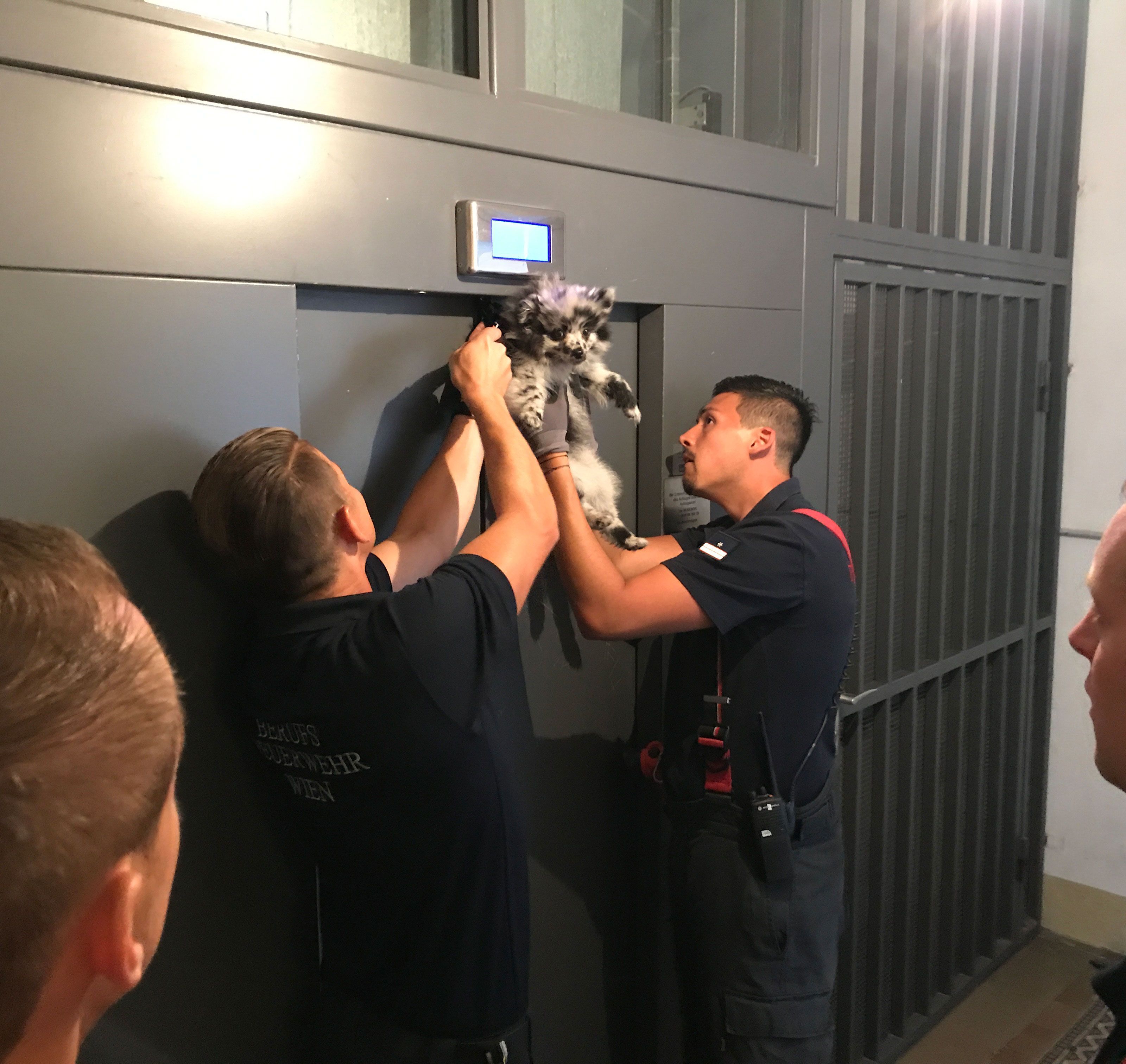 Die Feuerwehrleute fanden den Hund in einer Zwangslage vor Die Feuerwehrleute fanden den Hund in einer Zwangslage vor