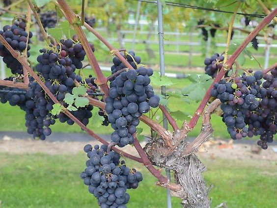Der Obst- und Gartenbauverein lädt zum Rebenschnittkurs. Der Obst- und Gartenbauverein lädt zum Rebenschnittkurs.