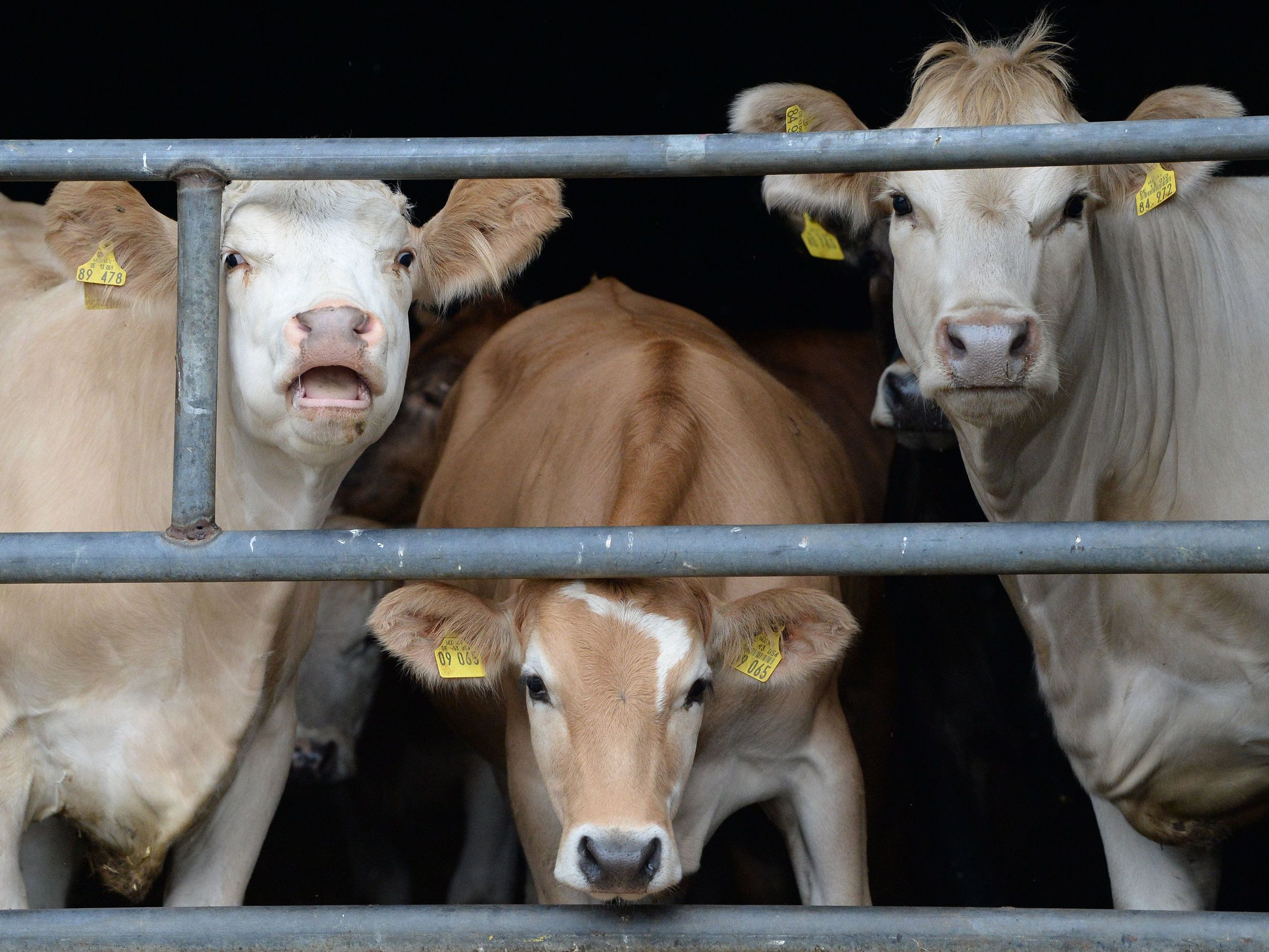Drei Mal soll der 60-Jährige das Jungtier missbraucht haben. Drei Mal soll der 60-Jährige das Jungtier missbraucht haben.