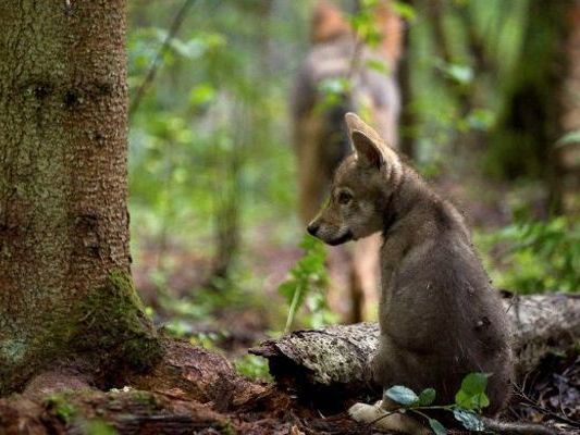 Am Truppenübungsplatz Allentsteig gibt es wieder Wolfnachwuchs.