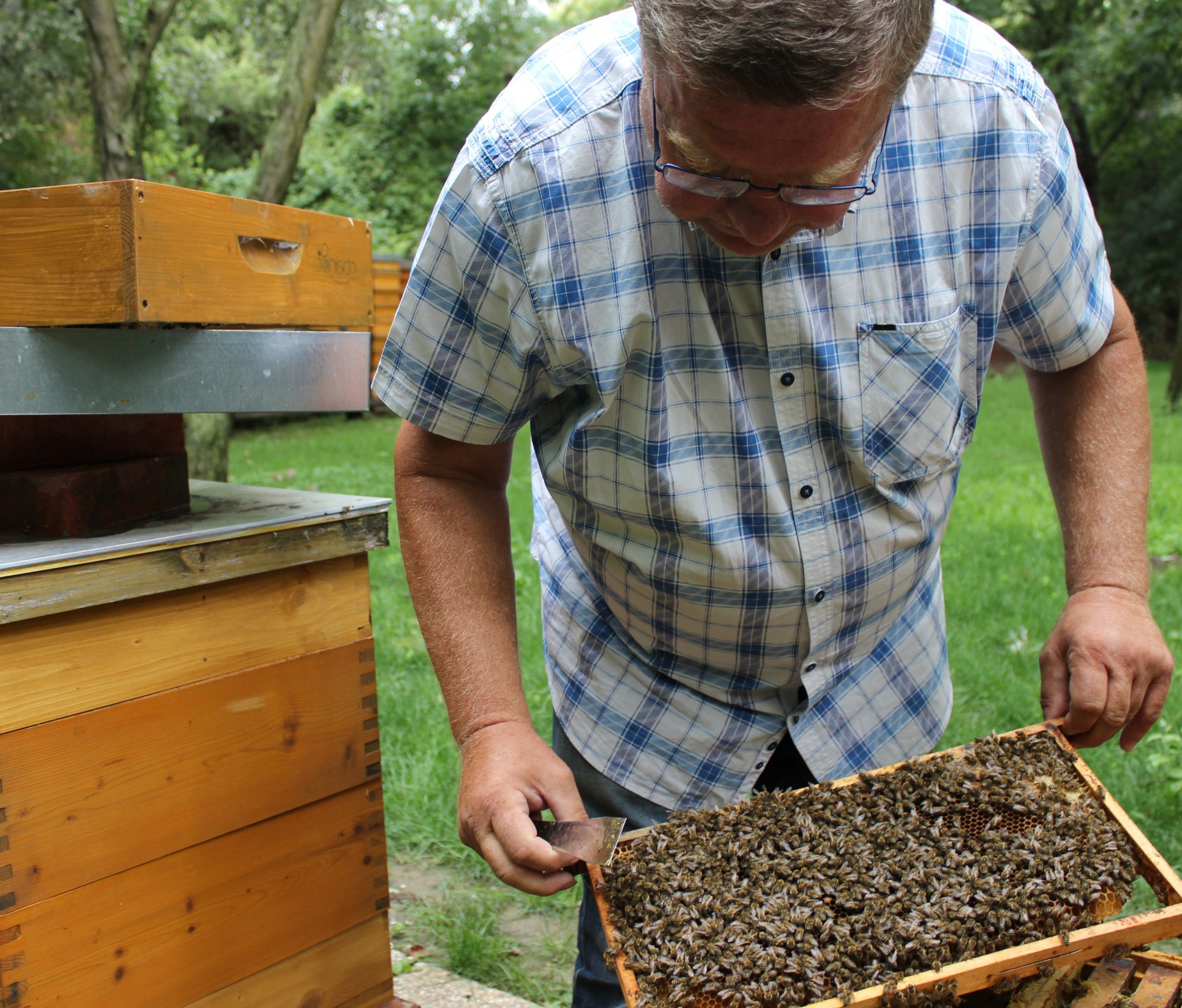Imker Albert Schittenhelm wagt sich ohne Schutzanzug zu den Bienen. Imker Albert Schittenhelm wagt sich ohne Schutzanzug zu den Bienen.
