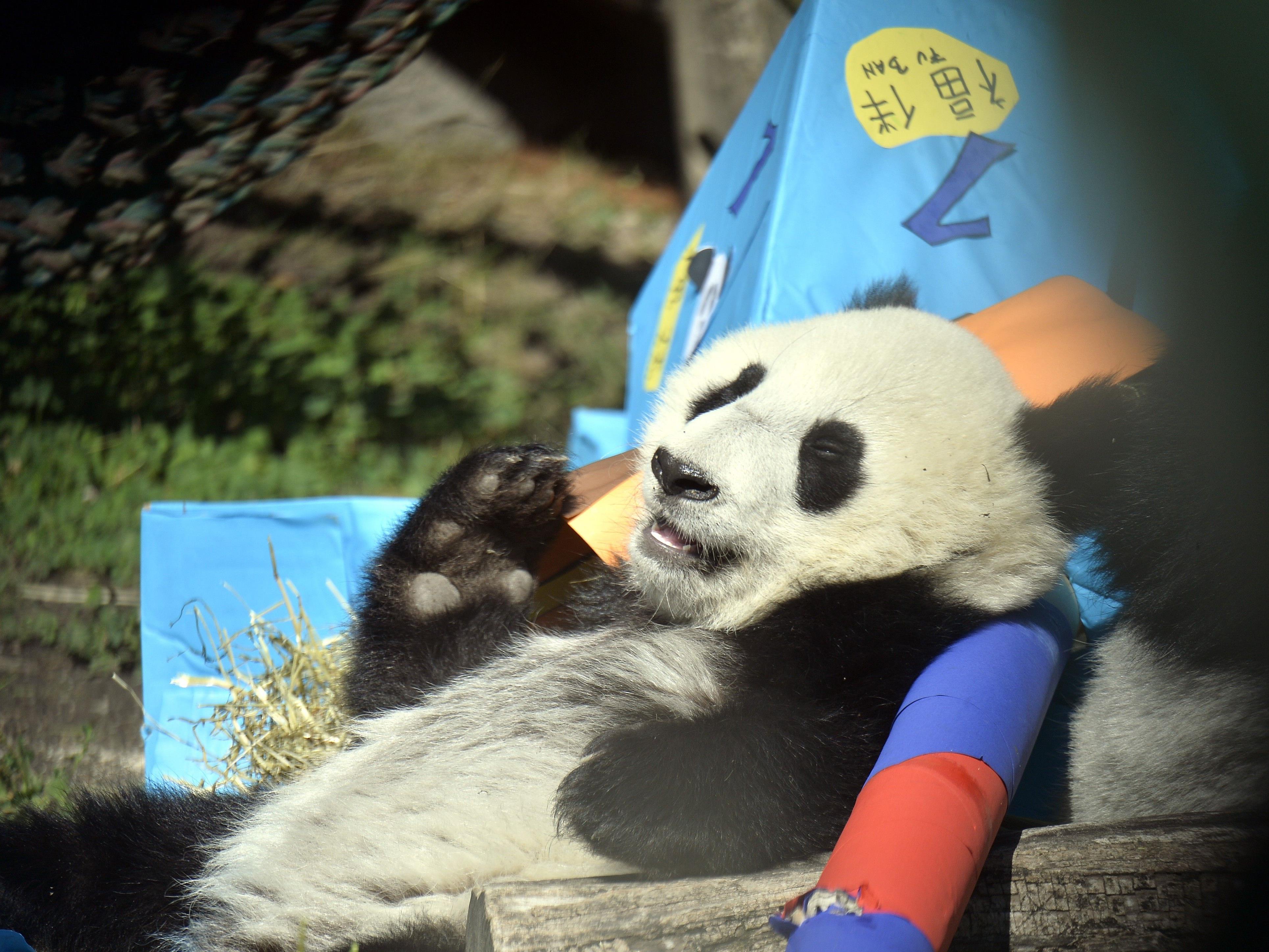 Party-Stimmung bei den Pandas in Schönbrunn, der erste Geburtstag wurde kräftig gefeiert