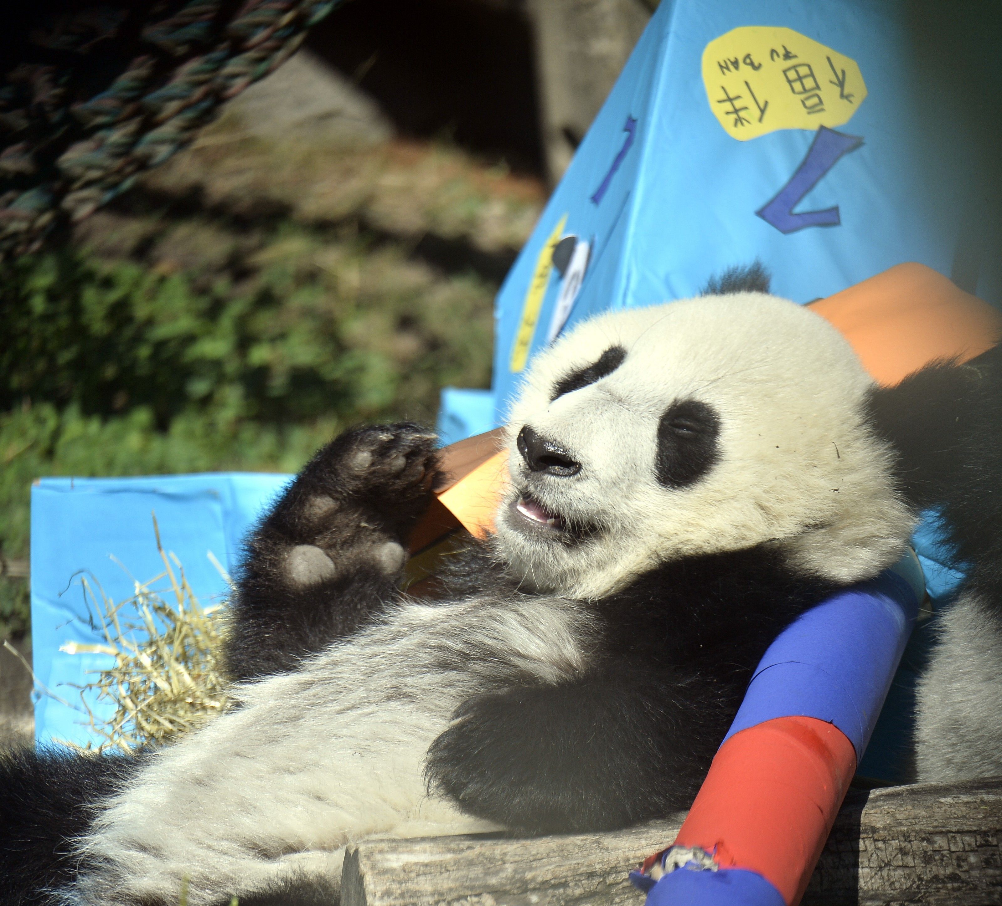 Party-Stimmung bei den Pandas in Schönbrunn, der erste Geburtstag wurde kräftig gefeiert Party-Stimmung bei den Pandas in Schönbrunn, der erste Geburtstag wurde kräftig gefeiert