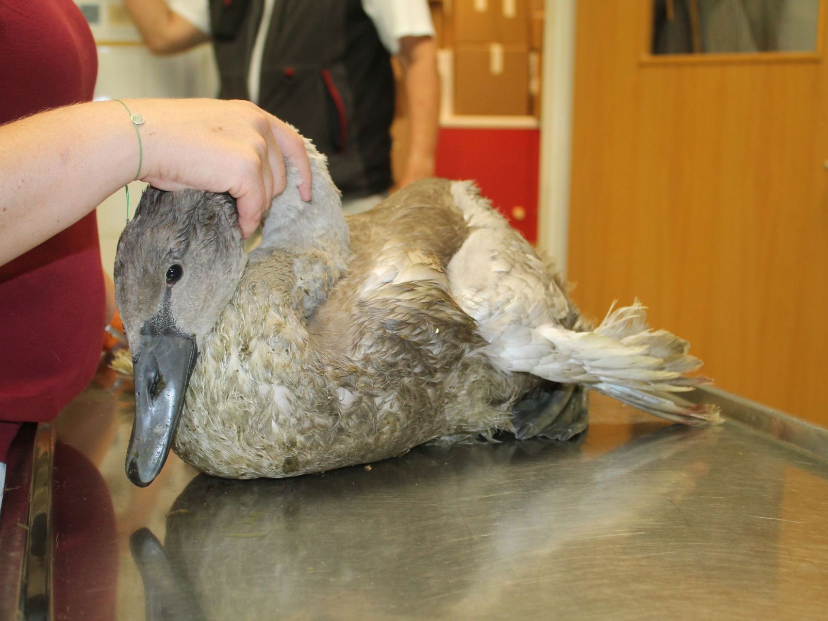 Der Schwan wurde professionell versorgt Der Schwan wurde professionell versorgt