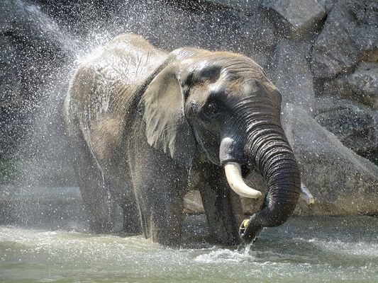 Die Dickhäuter genießen ihr neues Badebecken. Die Dickhäuter genießen ihr neues Badebecken.