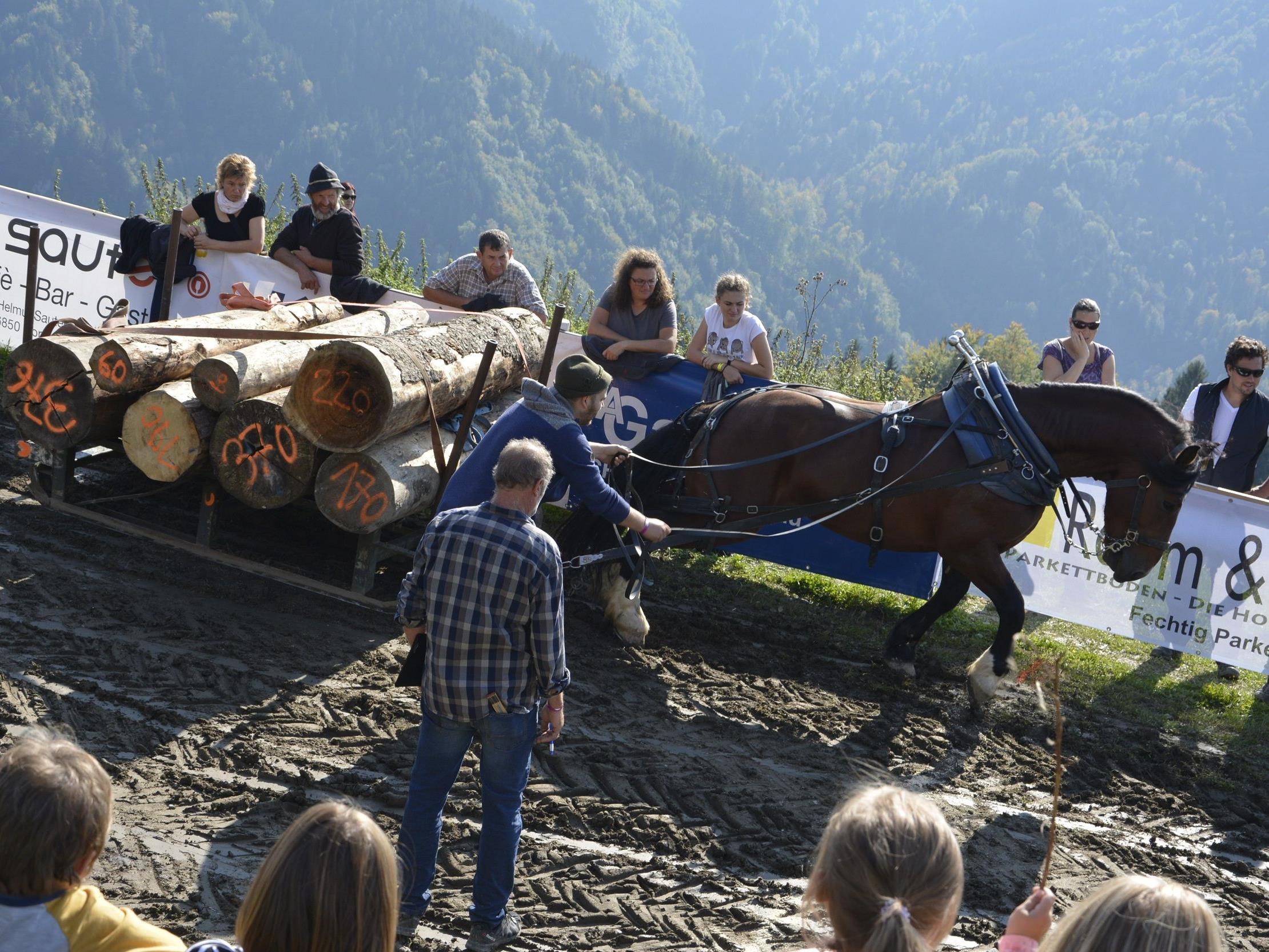 Über 60 Pferde stellten sich auf der Alpe Büla einem Kräftemessen.