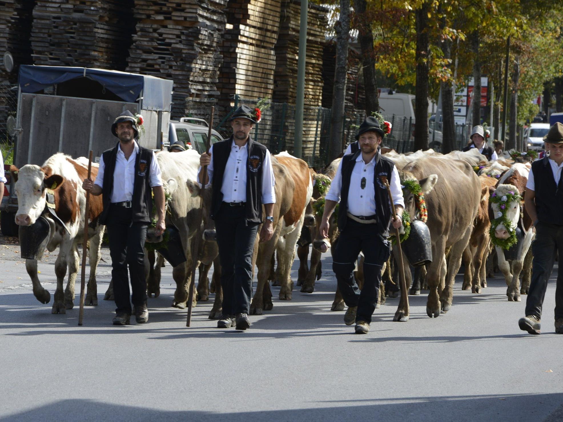 Alphelfer mit über 500 Rindern kehrten am Samstag vom „Wöster“ zurück.