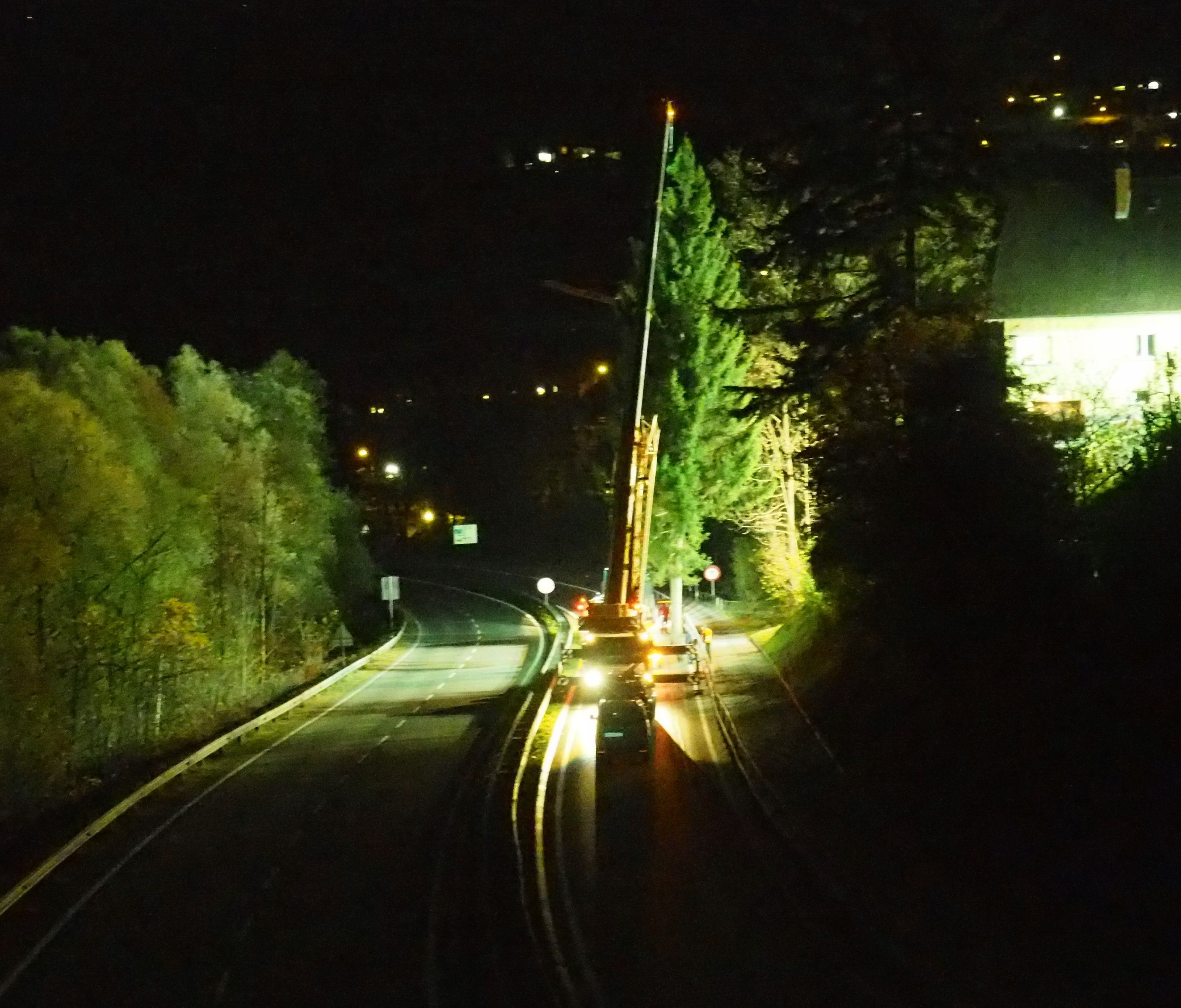 Felsenauer Fichte wandert als Christbaum nach Wien. Felsenauer Fichte wandert als Christbaum nach Wien.