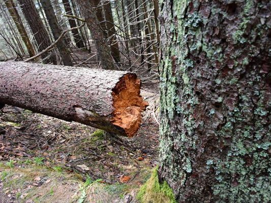 Aufgrund von Holzschlägerungen kommt es zu einer Vollsperre der Forststraße Furkla. Aufgrund von Holzschlägerungen kommt es zu einer Vollsperre der Forststraße Furkla.