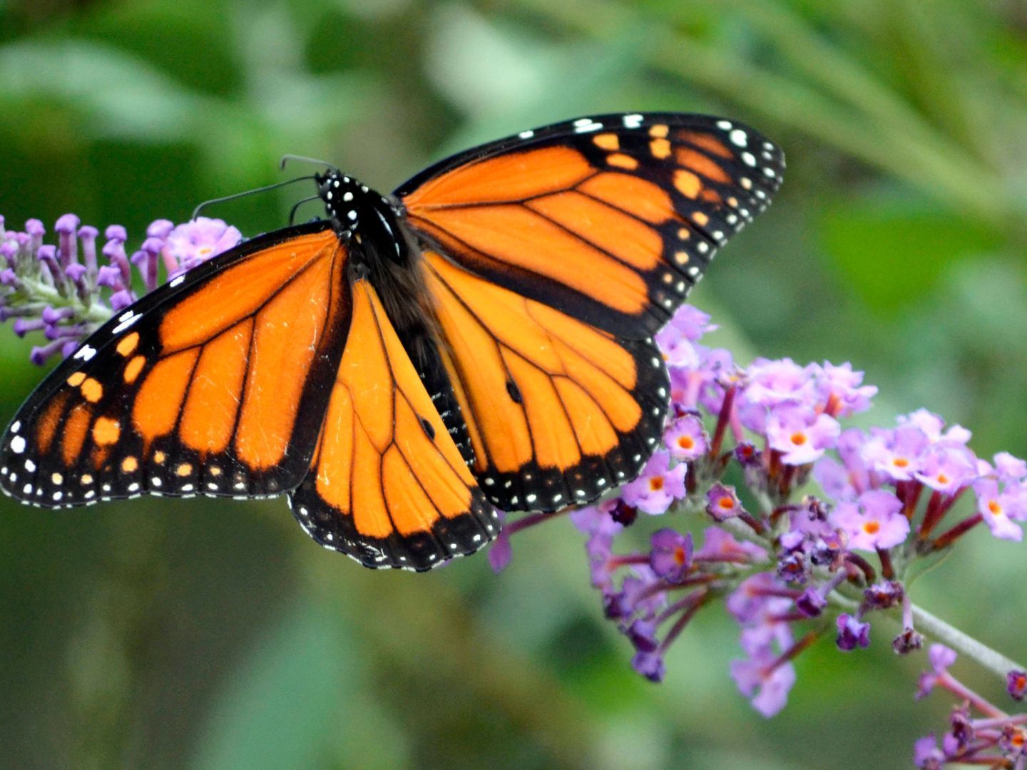 Viele Schmetterlingsarten müssen sich in höherliegende Gebiete retten. Viele Schmetterlingsarten müssen sich in höherliegende Gebiete retten.