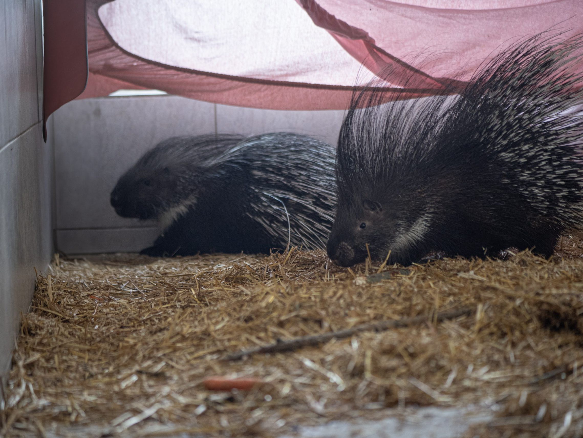 Zwei Stachelschweine hausen im Tierschutzhaus in Vösendorf. Zwei Stachelschweine hausen im Tierschutzhaus in Vösendorf.