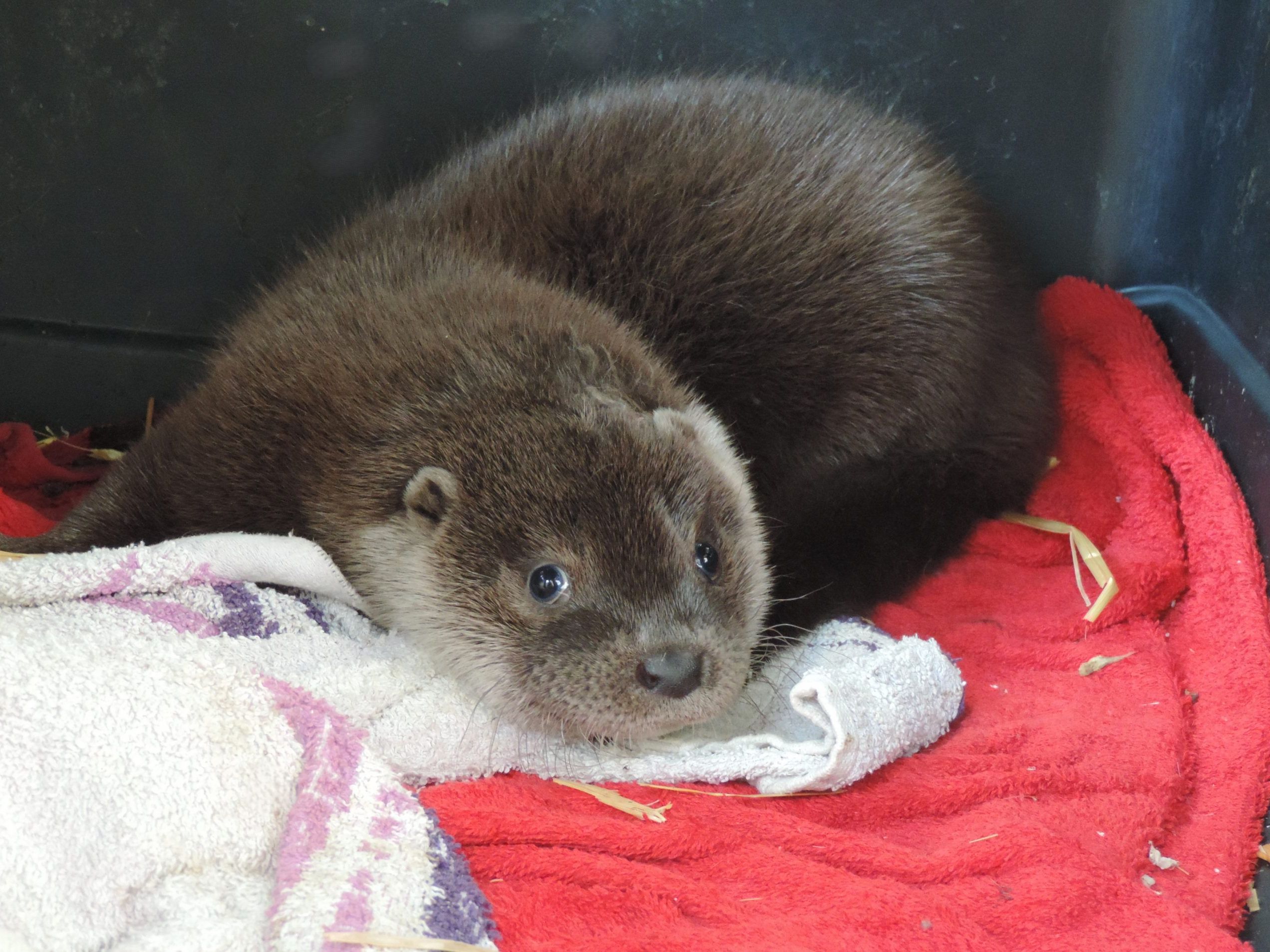 Das verletzte Otterbaby "Ottilie" wird in der EGS Haringsee gepflegt. Das verletzte Otterbaby "Ottilie" wird in der EGS Haringsee gepflegt.