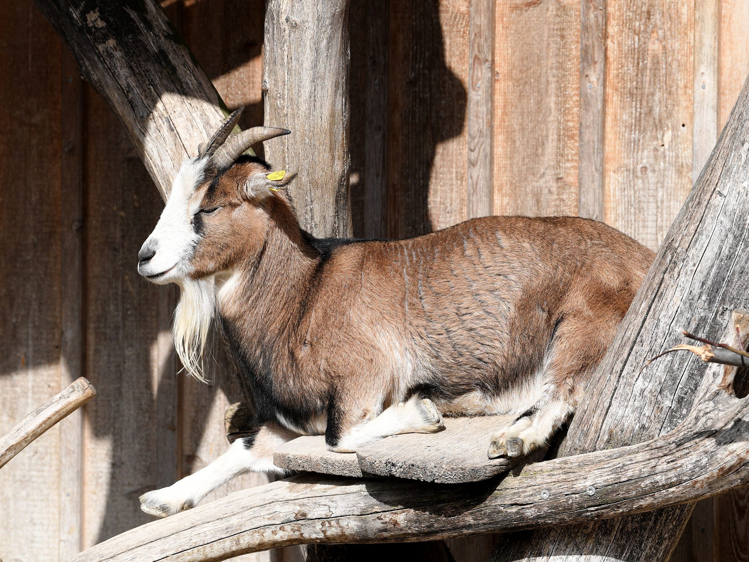 Der Wiener Tiergarten Schönbrunn schließt seinen Streichelzoo. Der Wiener Tiergarten Schönbrunn schließt seinen Streichelzoo.