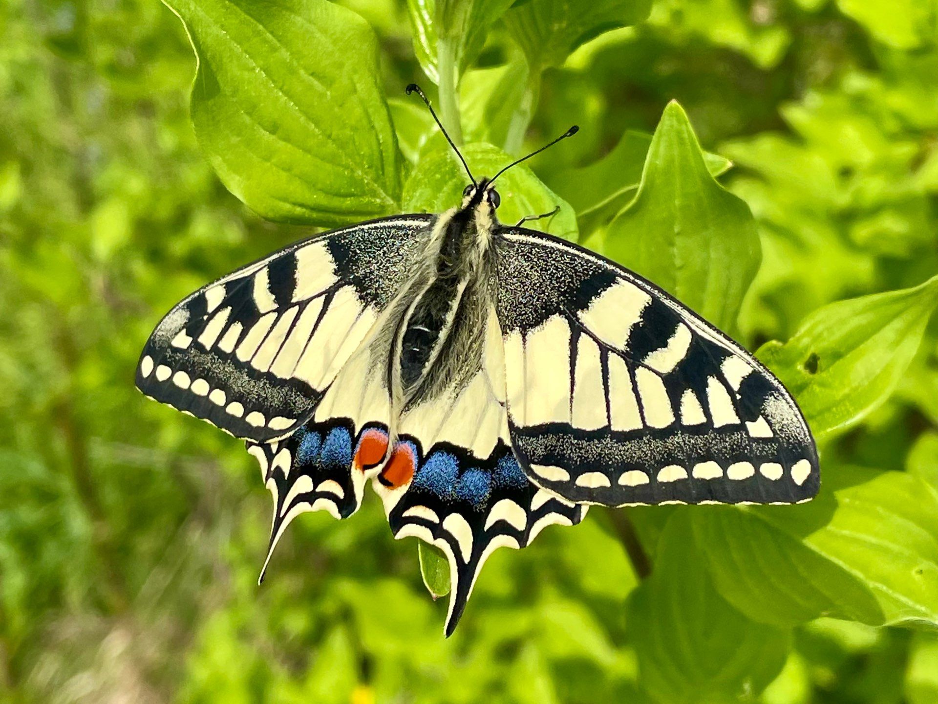 Der Schwalbenschwanz ist der Schmetterling des Jahres 2025. Der Schwalbenschwanz ist der Schmetterling des Jahres 2025.