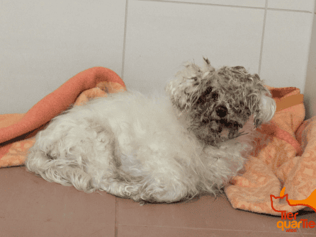 Hund Winnie wurde wie Müll entsorgt. Hund Winnie wurde wie Müll entsorgt.