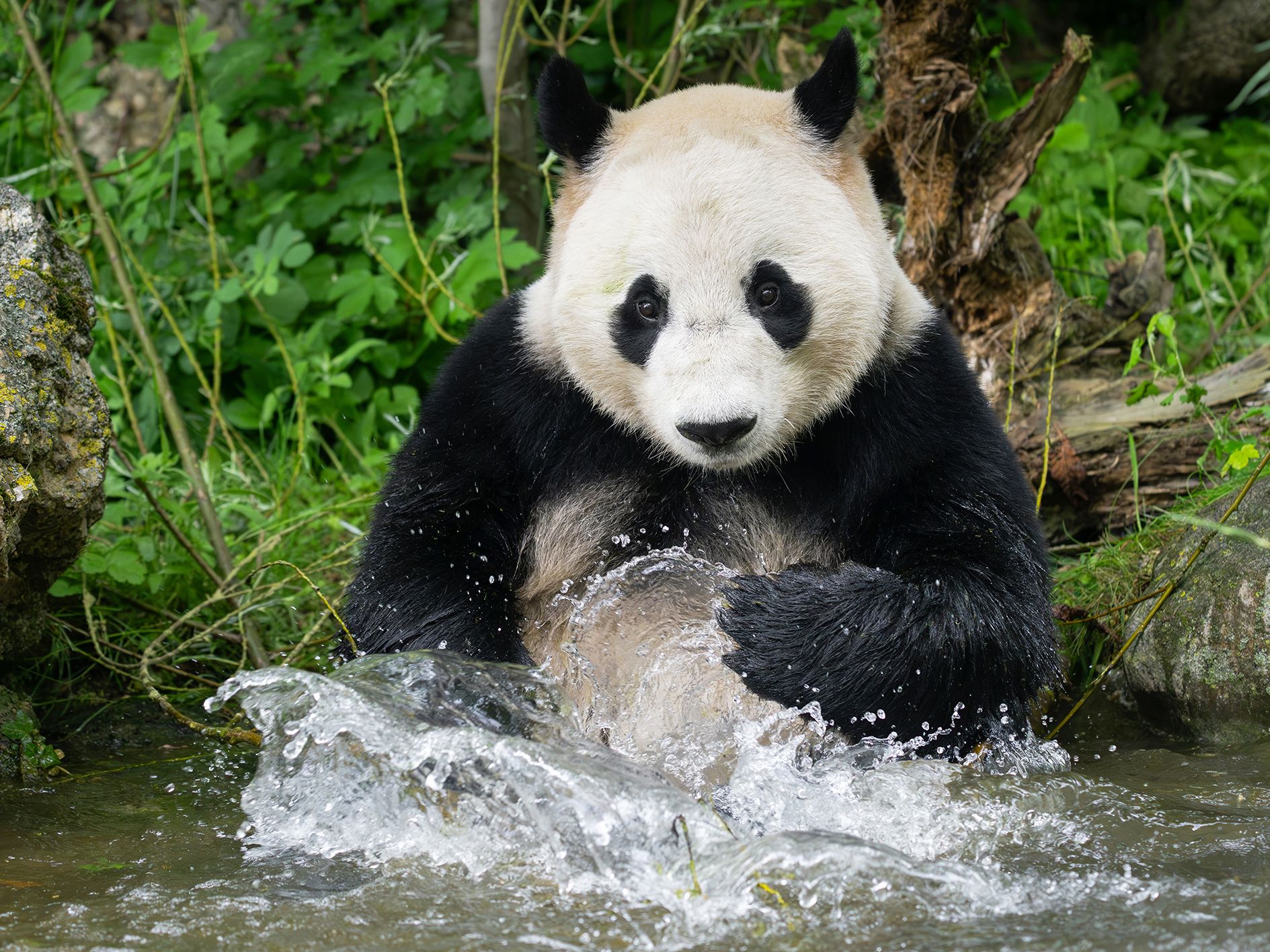 Die Pandas im Tiergarten Schönbrunn kühlen sich ab. Die Pandas im Tiergarten Schönbrunn kühlen sich ab.