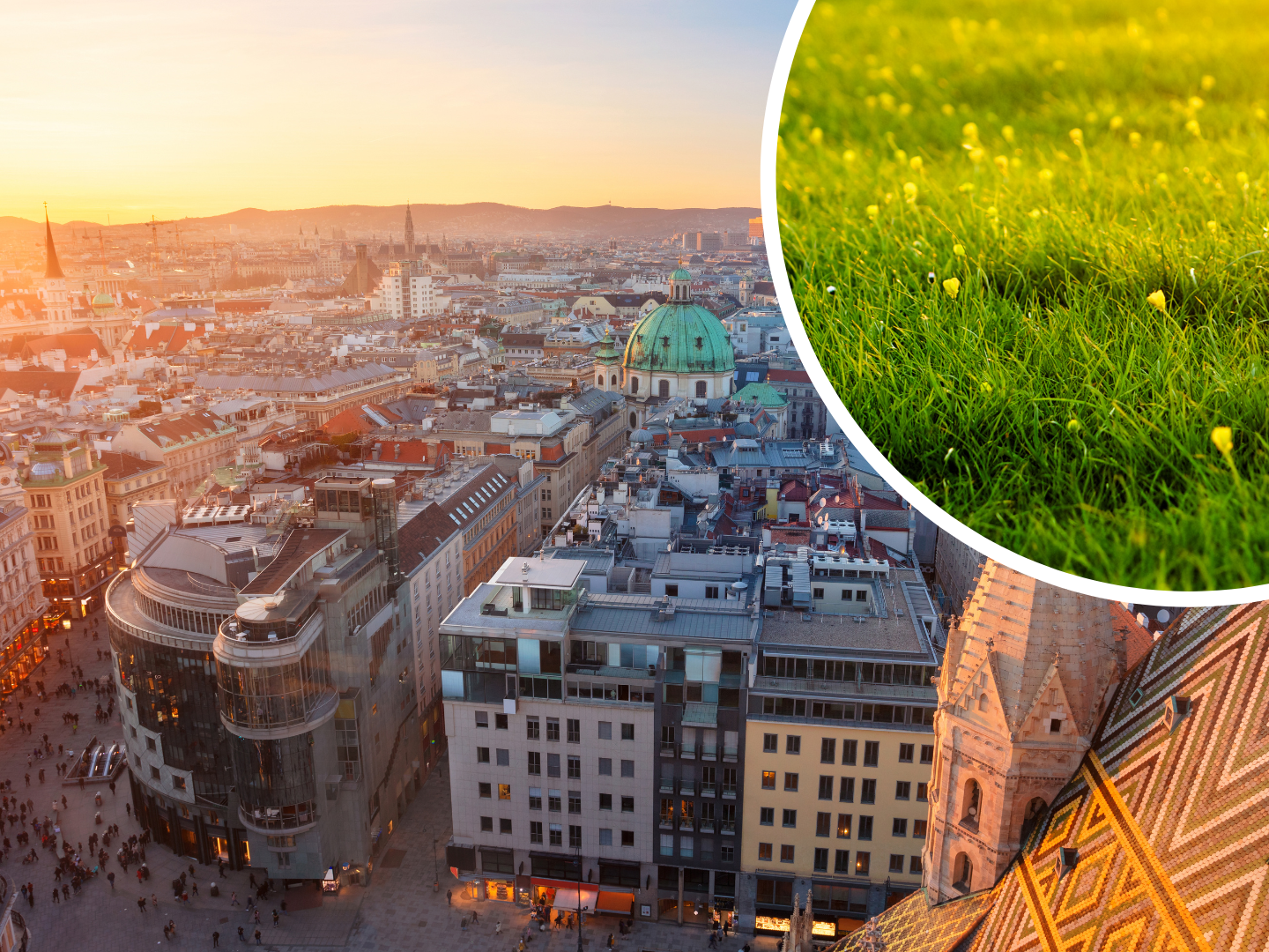 Studie zu "Urban Rewilding". Studie zu "Urban Rewilding".