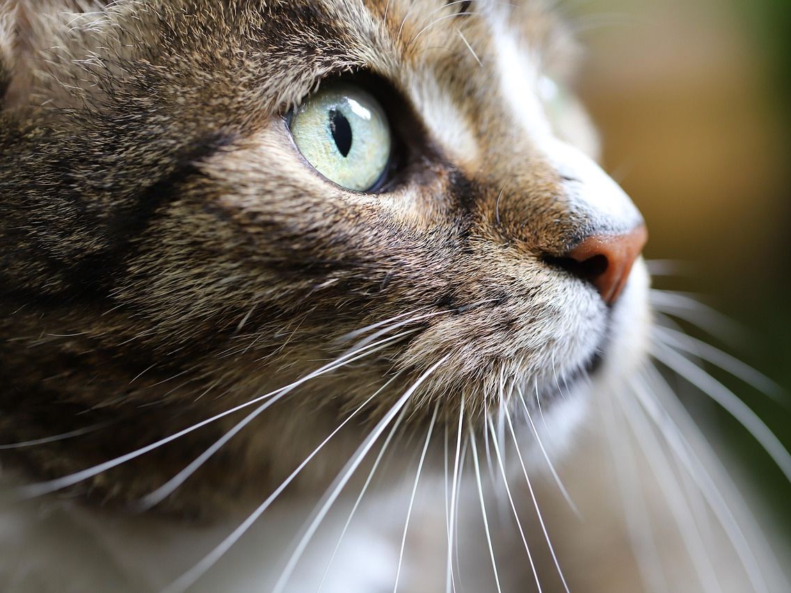 Tierärzte rufen zum Weltkatzentag zur regelmäßigen Gesundheitsvorsorge auf. Tierärzte rufen zum Weltkatzentag zur regelmäßigen Gesundheitsvorsorge auf.