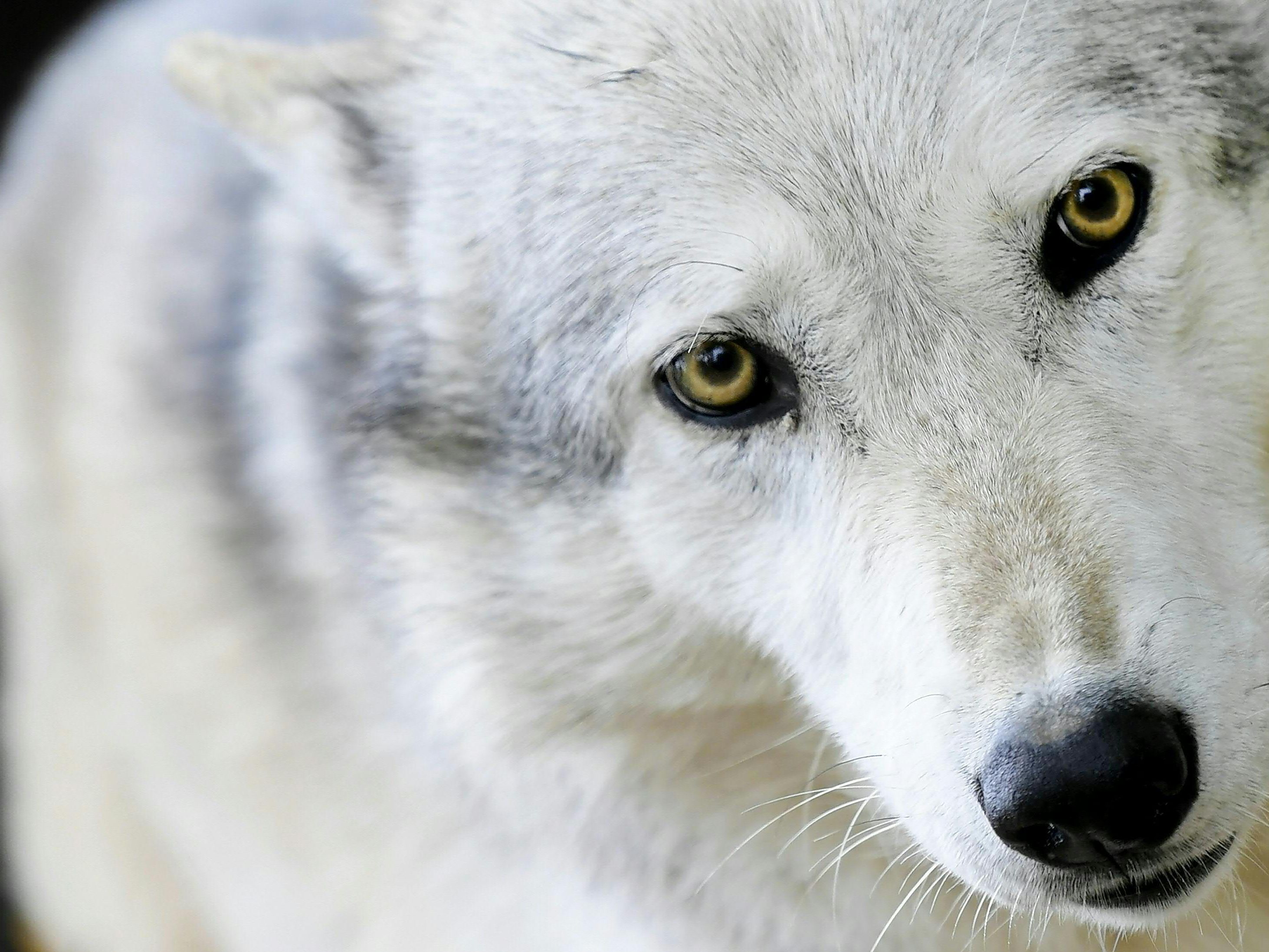 Das Thema Wolf sorgt in Österreich für Konflikt. Das Thema Wolf sorgt in Österreich für Konflikt.