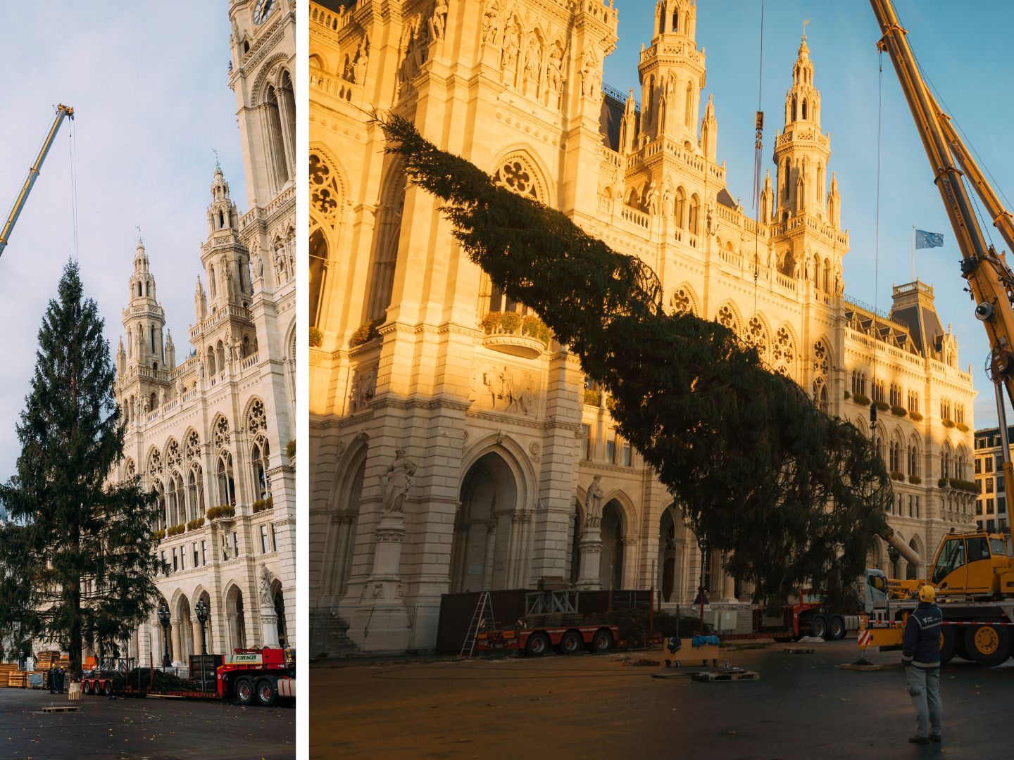 Der Weihnachtsbaum am Wiener Christkindlmarkt stammt heuer aus Tirol. Der Weihnachtsbaum am Wiener Christkindlmarkt stammt heuer aus Tirol.
