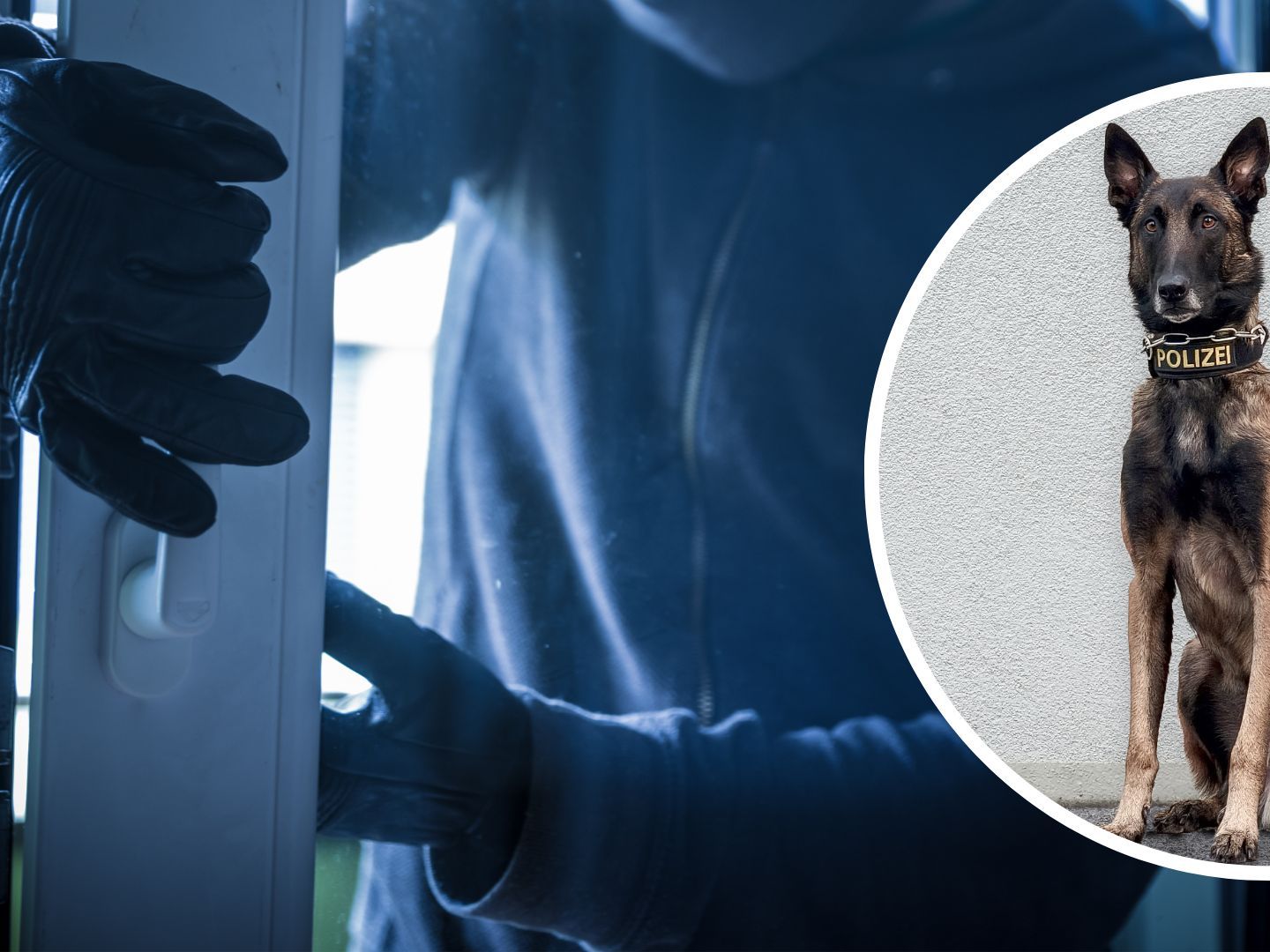 Spürnase "Chase" hatte den richtigen Riecher. Spürnase "Chase" hatte den richtigen Riecher.